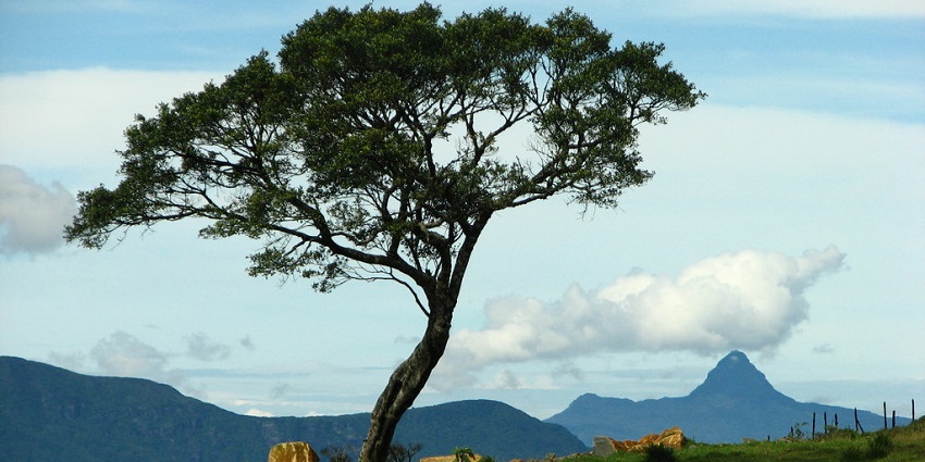An image of a green tree under a bright blue sky with fluffy white clouds floating above