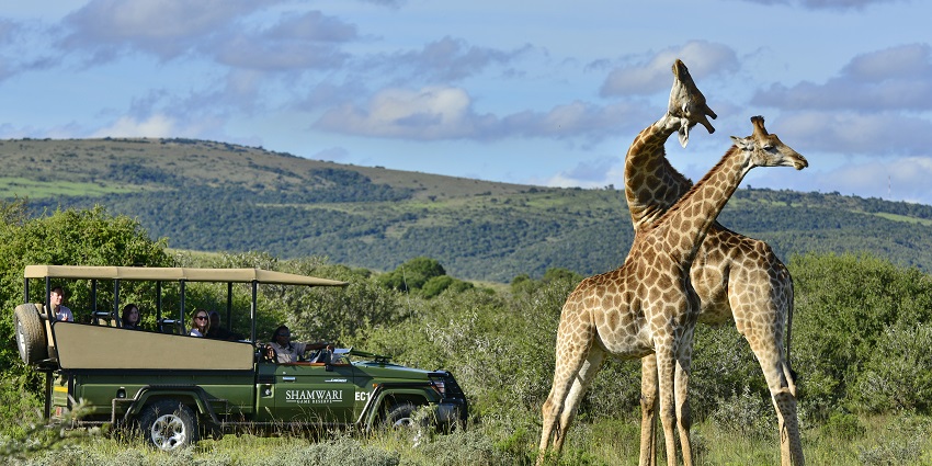 Two giraffes in the foreground near a green safari vehicle at the Shamwari Private Game Reserve.