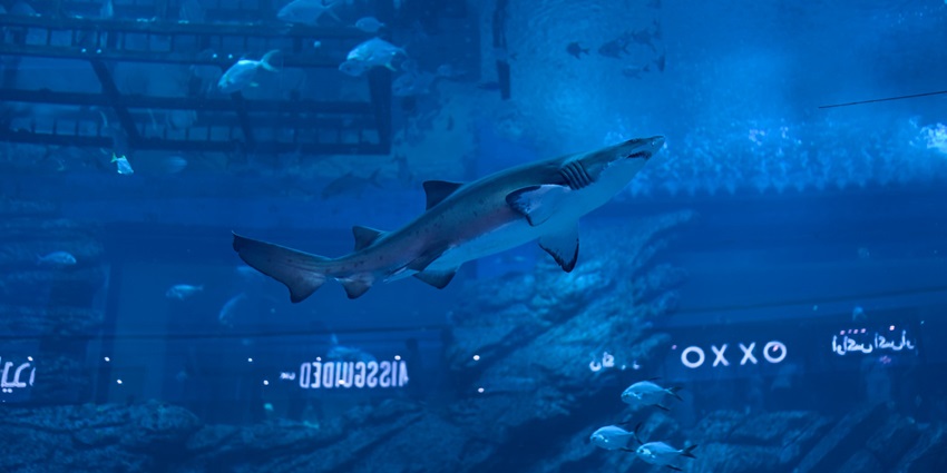 A unique shopping and leisure experience near Sharjah Aquarium, featuring retail shops