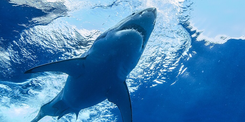 View of a shark underwater, one of the best things to do in this Guam travel guide