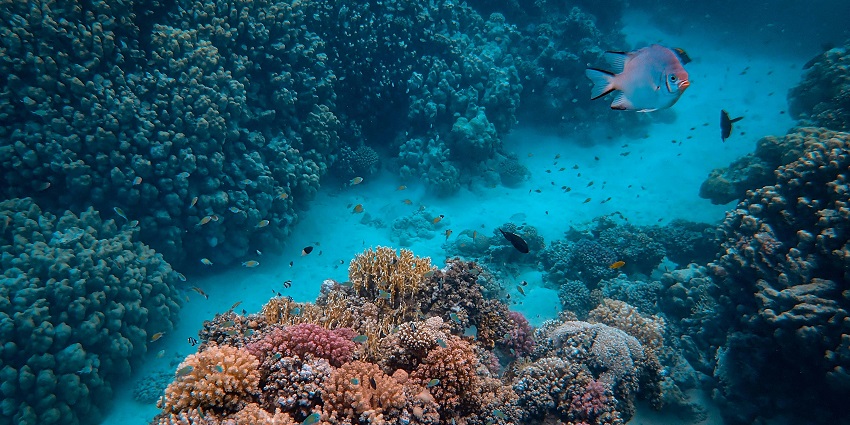 An image of the Shark Point, one of the destinations for snorkelling in Gili Trawangan.