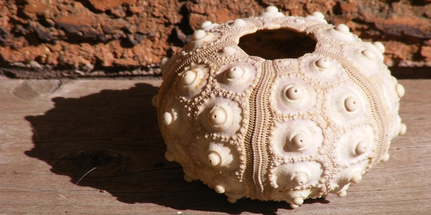 An image showing an urchin and shell similar to those found in the Shell Grotto, Margate.