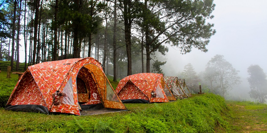 Several designer tents lined up on the green land, and trees partially covered in mist