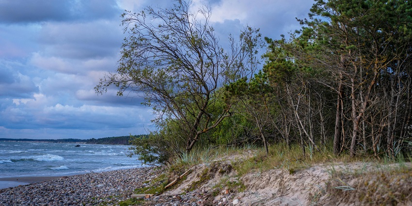 Peaceful place to relax lined with trees under a vast sky filled with soft, drifting clouds