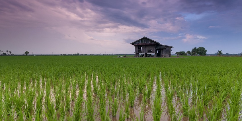 Freshly harvested rice takes center stage during Nabanno festivities.