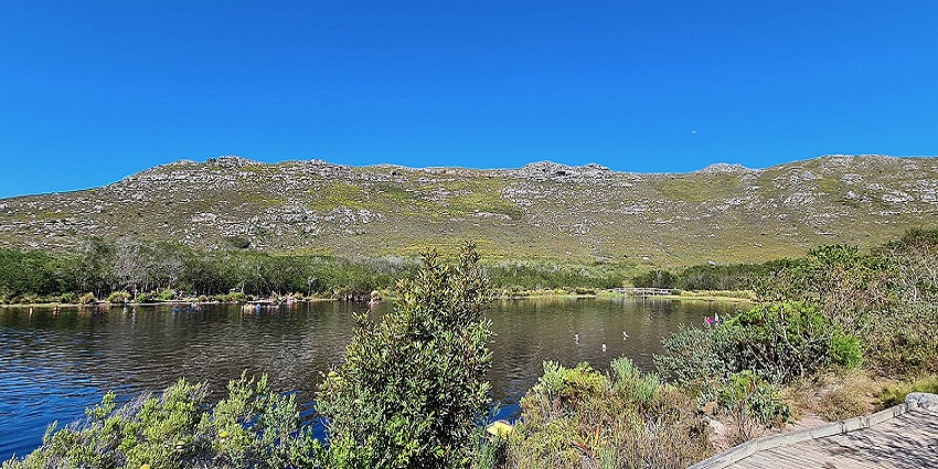 A landscape with a dam surrounded by green fynbos vegetation at Silvermine Nature Reserve.
