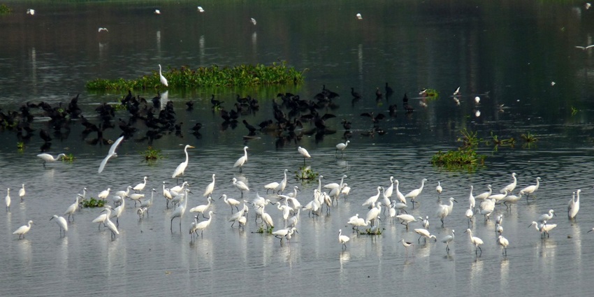 An image of Singanallur Lake, one of the popular lakes in Coimbatore with egrets.