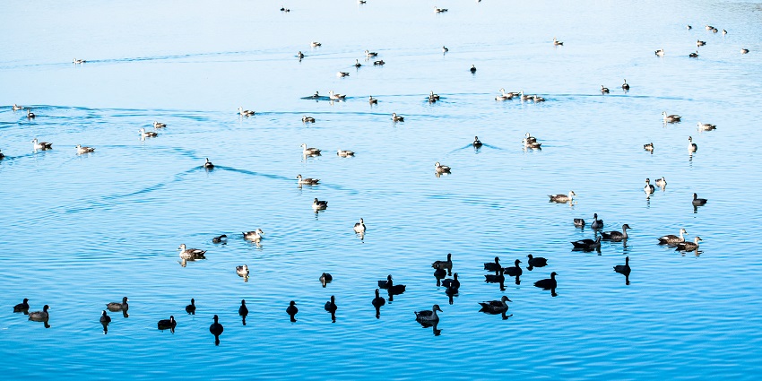 An image of ducks swimming in Sirpur Lake, a scenic wetland among the lakes in Indore