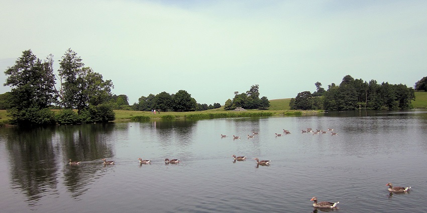 Several ducks floating on the small waterbody of a park lake surrounded by greenery.
