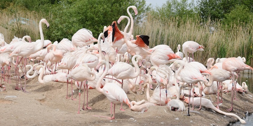 A conservation site for swans, geese, and rare waterfowl in a scenic landscape.