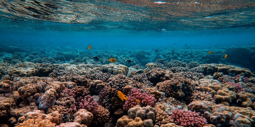 Colourful coral reef underwater with vibrant fish swimming in clear blue ocean water.