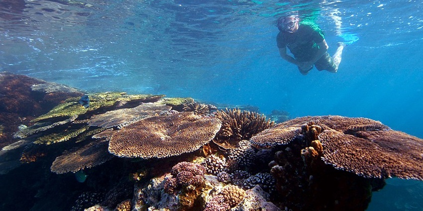 An image of a person snorkelling, one of the best things to do in Nilaveli in Sri Lanka