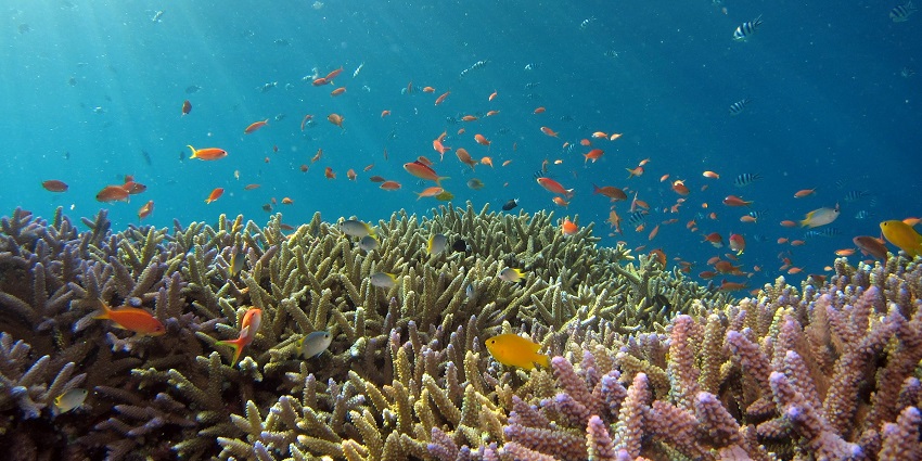 An image resembling people snorkelling, one of the best water sports in Nusa Dua.
