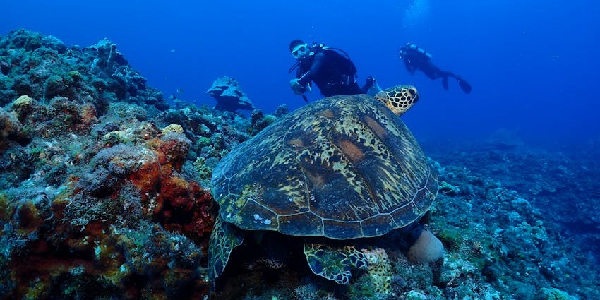 Man snorkelling near Parrotfish and corals witness the beauty of colourful coral gardens.