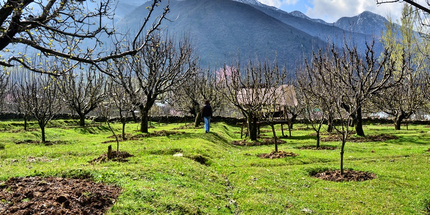 Woman standing next to trees, hills and snowy mountains from the Apple orchards