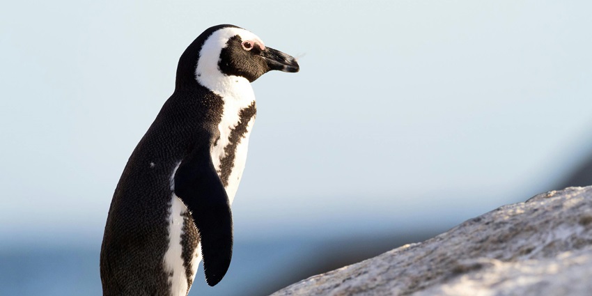 African penguin, rehabilitated at the South African Marine Rehabilitation and Education Centre.