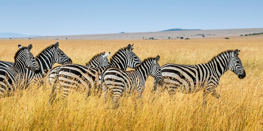 The South Luangwa National Park is a unique African jungle safari to explore the wild.