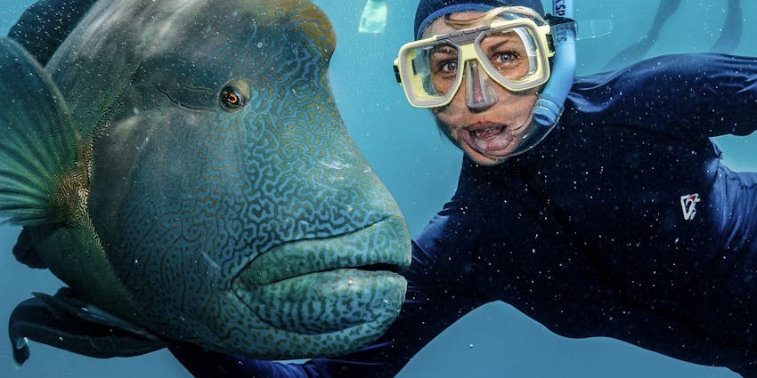 A scuba diver snaps a picture with a Napoleon wrasse at Marianne Island in stunning blue waters.