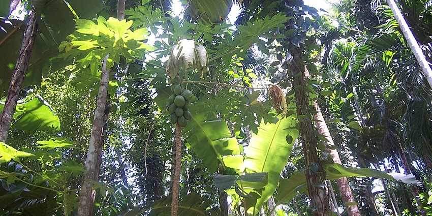 Tour the aromatic spice plantations and learn about traditional farming in Goa, India.
