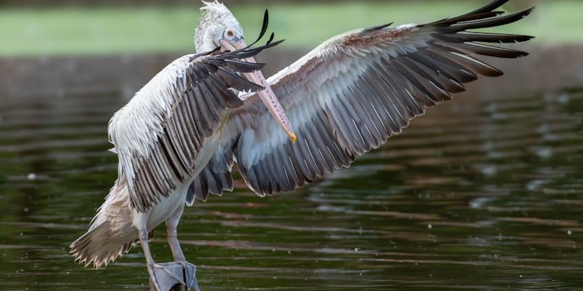 Spot-billed Pelican Flapping its Wings While Standing on a Stake Sticking out of the Water