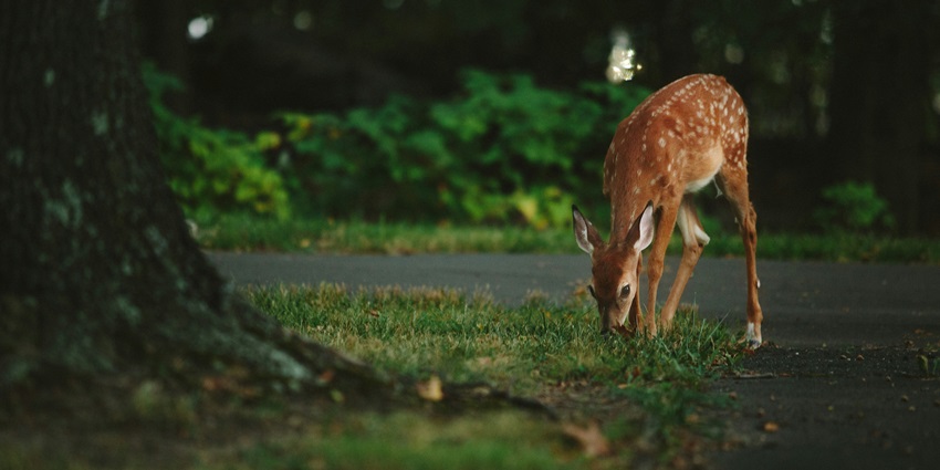 Image of a Roe deer grazing in a forest surrounded by lush green trees