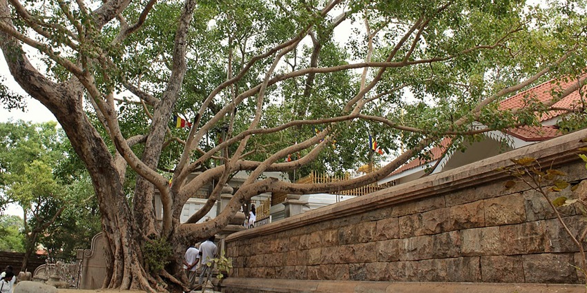 Sri maha bodhi tree in Anuradhapura is under which Buddha gained enlightenment.