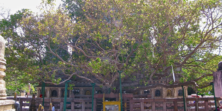 Sacred trees wander among the best places to visit in Anuradhapura, Sri Lanka.