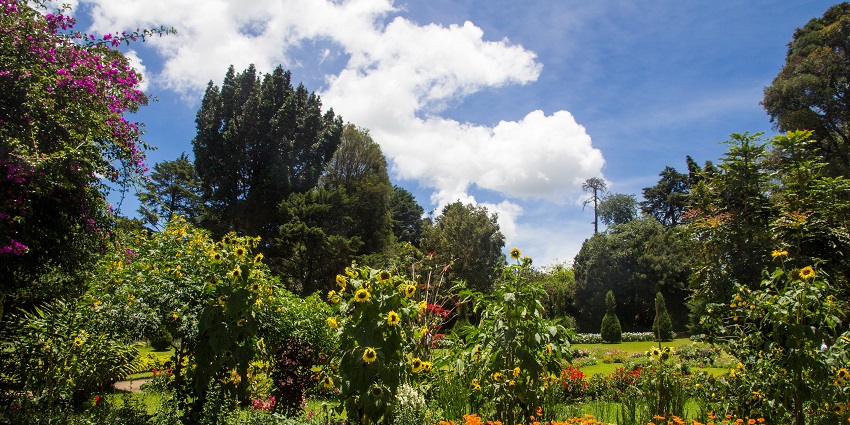 Sunflowers and colourful blooms at Victoria Park, framed by lush greenery and a blue sky.