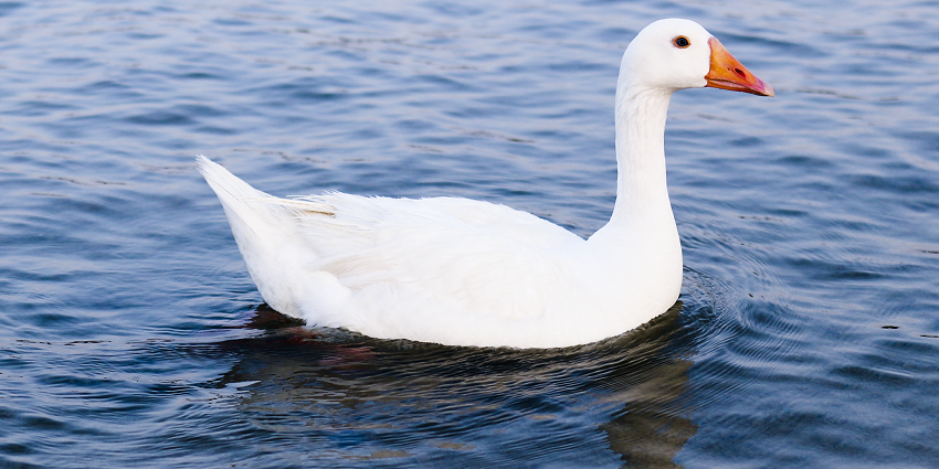 Image of a duck enjoy the picturesque Swan Lake in Hatta and scenic views
