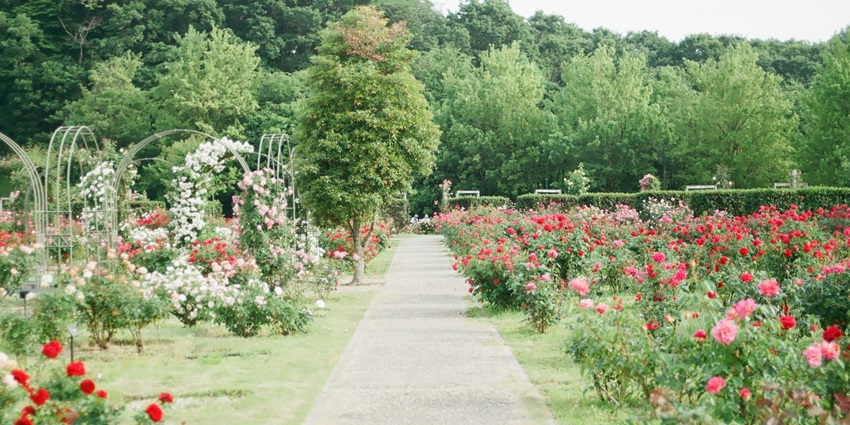 Strolling through Mrs. Stephenson’s Garden is one of the best things to do in Mandeville.