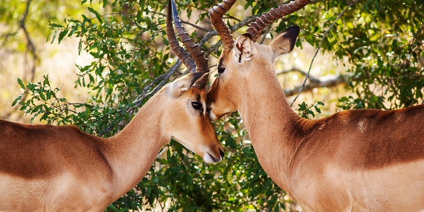 Visit this wildlife sanctuary, a haven of nature among things to do in Cooch Behar