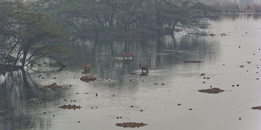 An image of a birdwatcher’s paradise at Sultanpur Lake, ideal for nature lovers, which is the most common lakes in Gurgaon