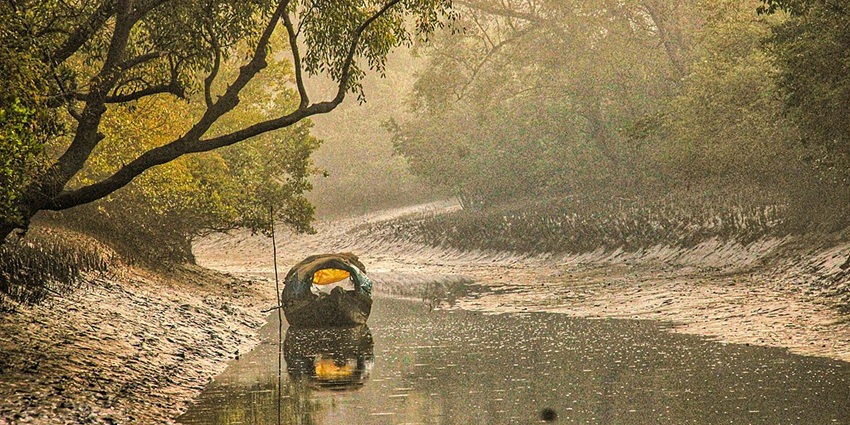 An image of a tiger in Sundarbans National Park, one of the most famous national parks