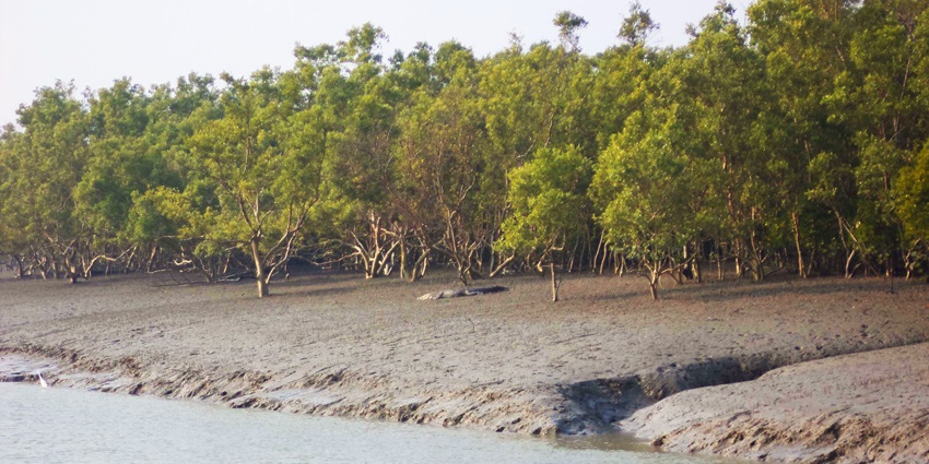 A mangrove forest, home to crocodiles, one of the best wildlife sanctuaries in the world.