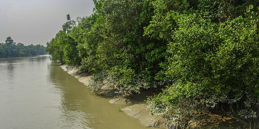 An image of the Sundarbans Reserve Forest, one of the top tiger wildlife sanctuaries in the world