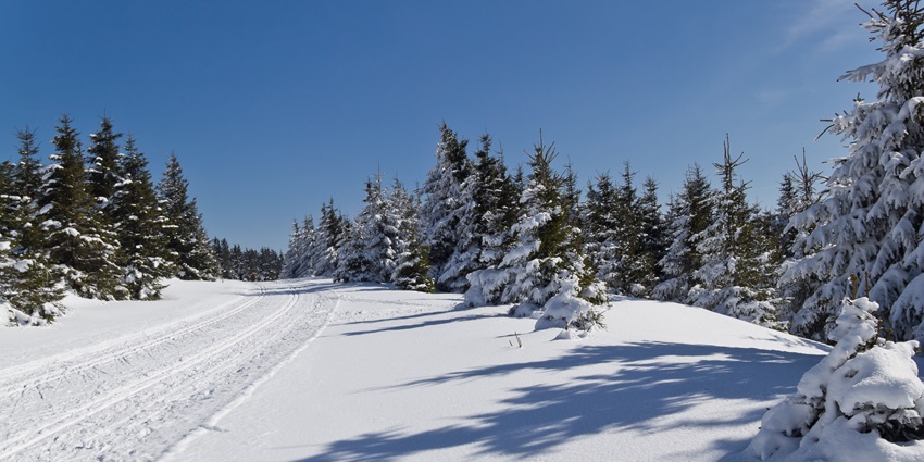 A ski track and trees covered in intense snow with dark shadows falling on the ground