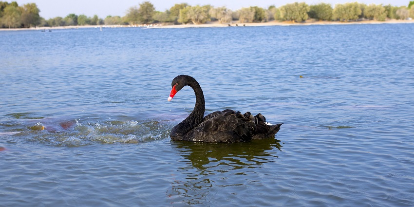 Relax by the serene Swan Lake, one of the places to visit in Hatta