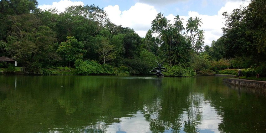 Explore the Swan Lake in the Singapore Botanic Gardens in Singapore.