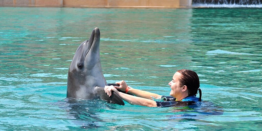 Experience a magical swim with friendly dolphins in crystal-clear waters.