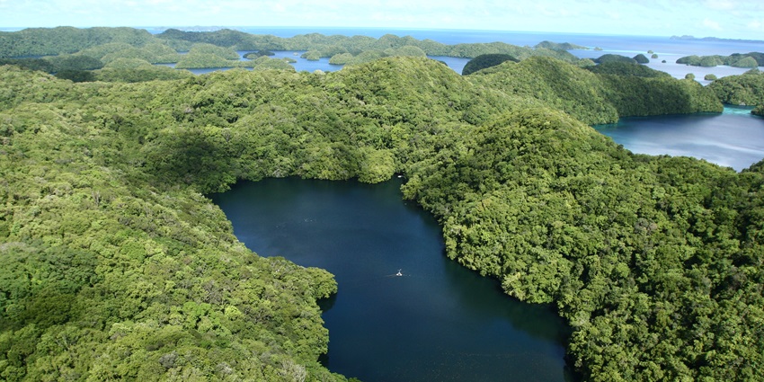 An aerial view of Jellyfish Lake surrounded by lush greenery of Palau Island.
