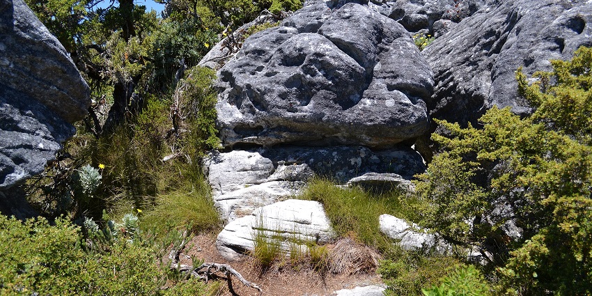 An image of rugged grey rocks surrounded by moss, bushes, and grasses in the Table Mountain, near the Camps Bay Beach.