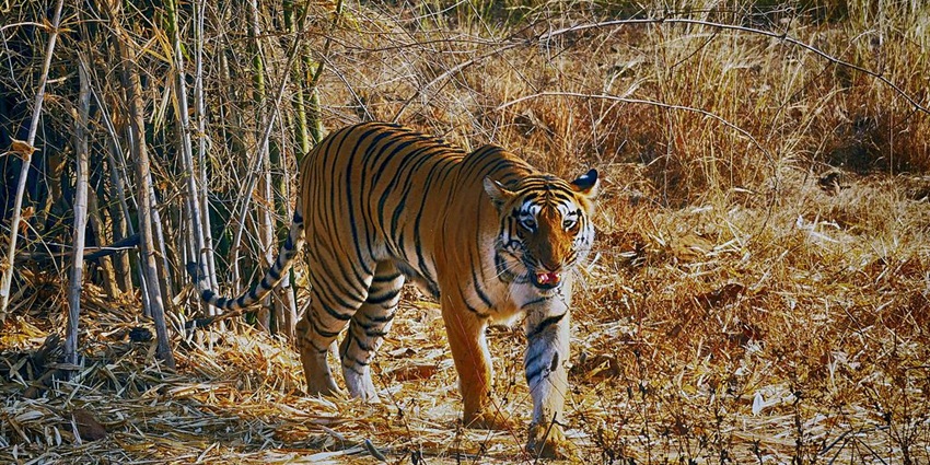 An image of a tiger in Tadoba Andhari Tiger Reserve, one of the tiger wildlife sanctuaries in the world