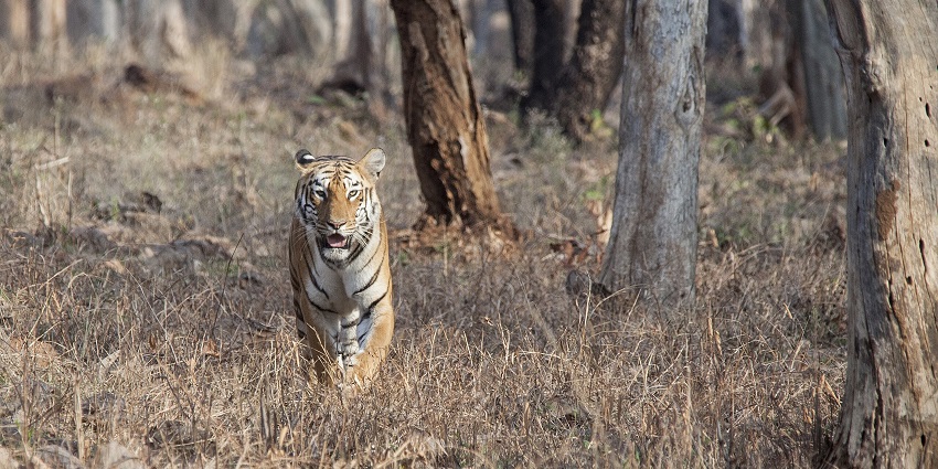 A majestic tiger of Tadoba-Andhari Tiger Reserve, a famous tiger reserve nearby.