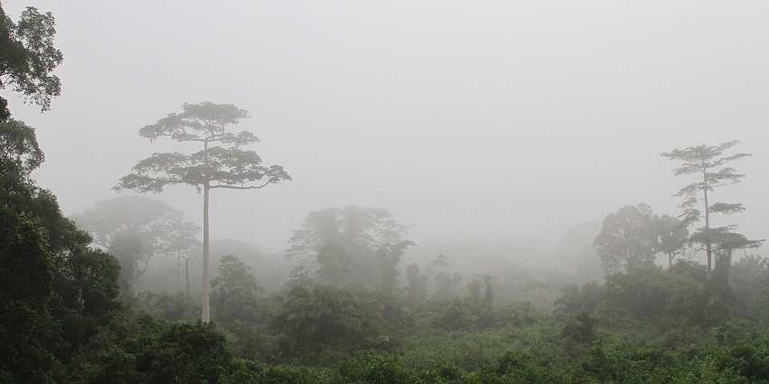 Lush rainforest in Taï National Park, Ivory Coast, a gem among National Parks in Africa.