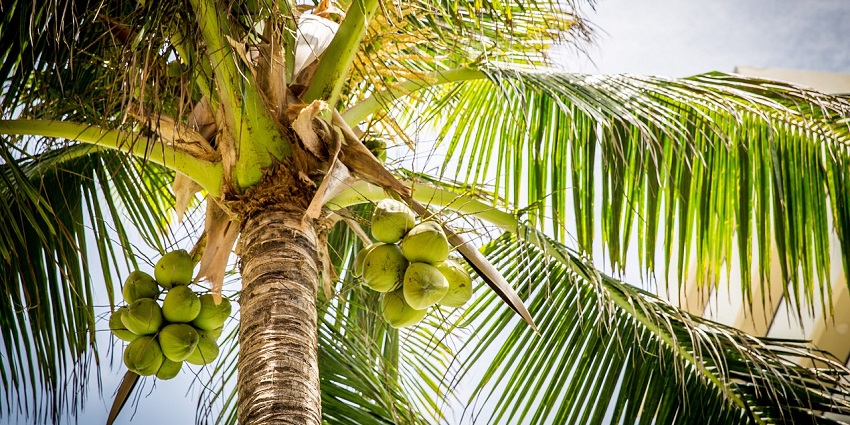 Close-up view of a tall coconut tree with green coconuts and palm leaves against blue sky.