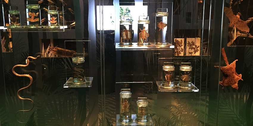 Various collections of species at the Lee Kong Chian Natural History Museum