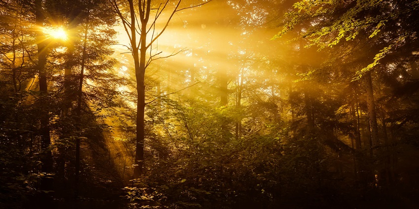 Forest with a dense, lush greenery and bright yellow sun rays coming through the trees