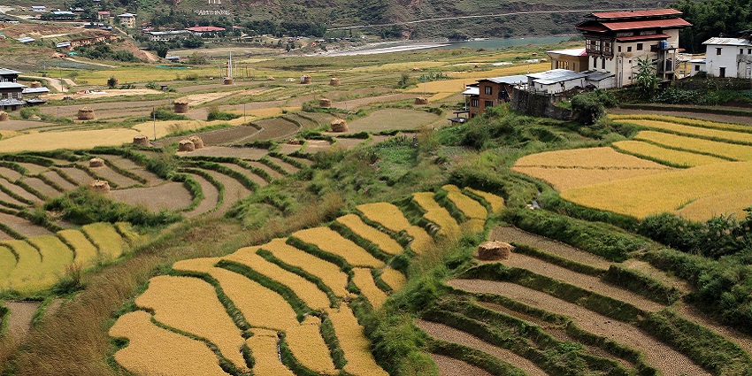 An image of terraced rice fields in the Talo Village, a district in Punakha, on a hillside, with haystacks, river and houses visible