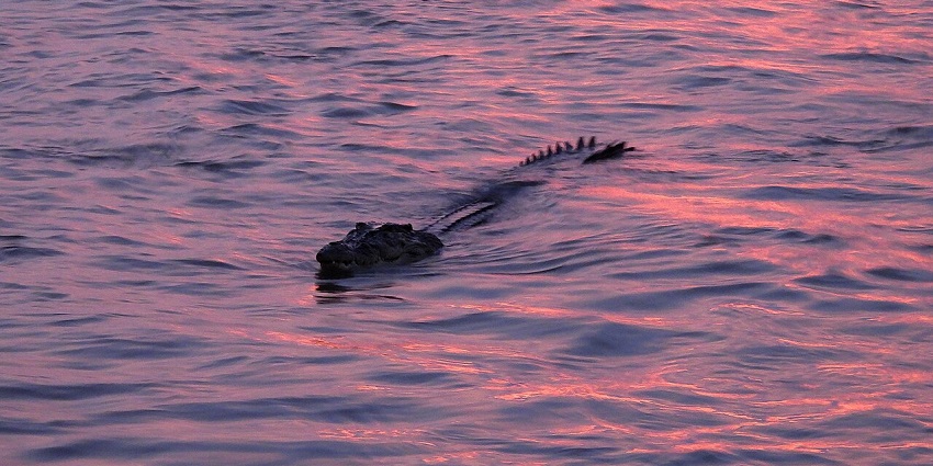 A close-up of a saltwater crocodile partially submerged, showing its textured skin and sharp eyes in a calm water habitat one of the best places to visit in Bekasi.
