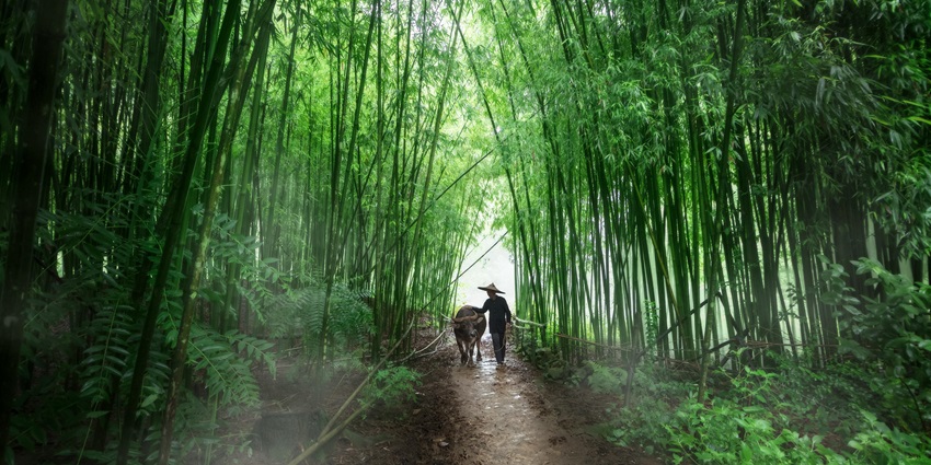 Dense forest path along the Tamilyog Trail, one of Yap's lesser-known places to visit in Yap.